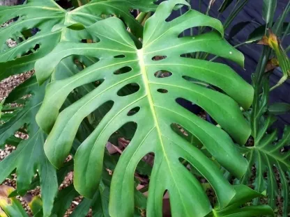 מונסטרה יפה