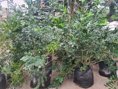 מוריה מכבדית