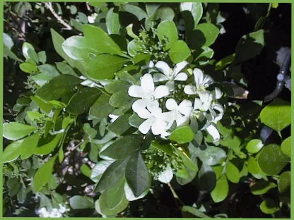 פריחה לבנה של מוריה מכבדית