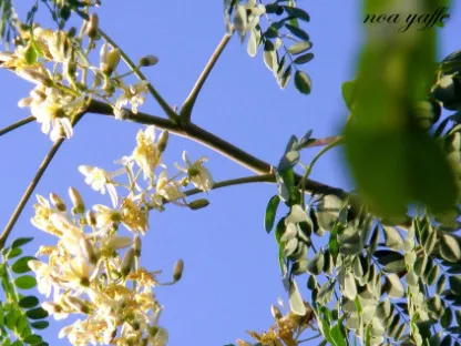 מורינגה מכונפת