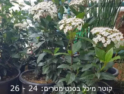 מורן החורש במכל בקוטר 24-26 ס"מ בפריחה