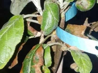 מזיקים ומחלות