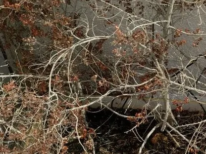 אשפה ירוקה ענפים יבשים