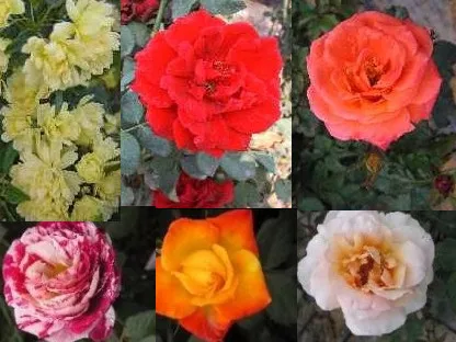 זני ורדים נבחרים