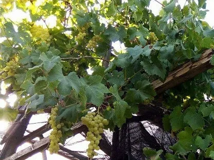 אשכולות ענבים ירוקים במשתלה