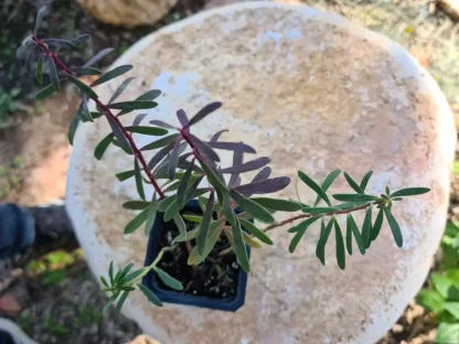 מיאופורון קטן-עלים 'ארגמני' (מאדים)