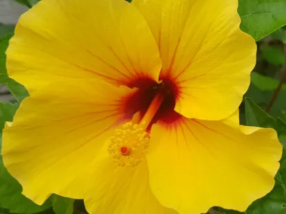 פרח צהוב עם מרכז כהה אדום במרכזו