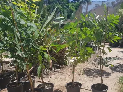 מילה ירוקת-עד