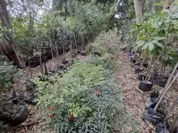 מאחורי הקלעים של המשתלה – מיפוי ותכנון בשטח