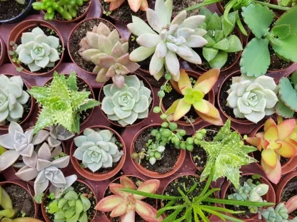 סוקולנטים בשלל דוגמאות