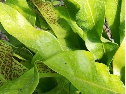 מיקרוסוריון מנוקד