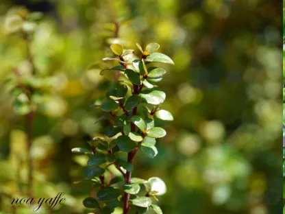 מיריסינה אפריקנית