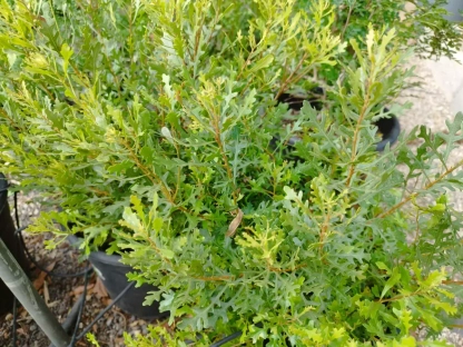 מיריקה אלונית