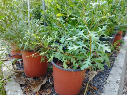 מיריקה אלונית