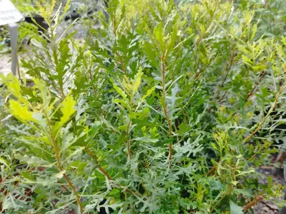 מיריקה אלונית