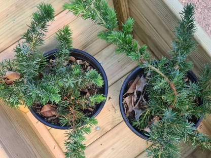 ערער מכונס קונפורטה