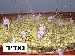 נאדיד. צילום ארכיון