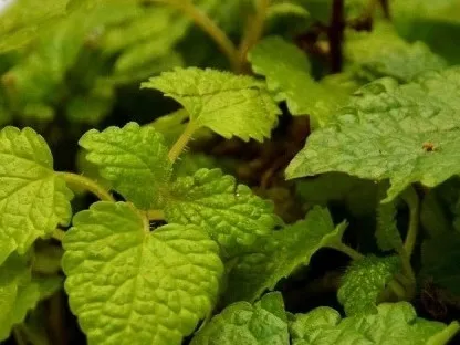 עלווה ירוקה של מליסה רפואית