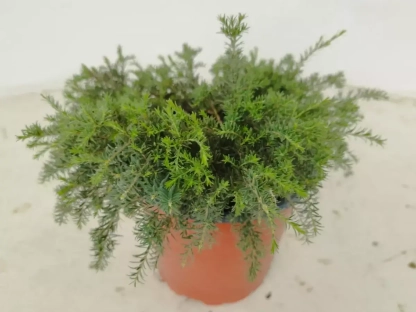 מללויקה מאפירה 'גמדי'