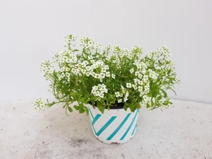 מללנית ריחנית