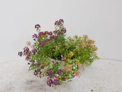 מללנית ריחנית