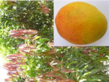 מנגו הודי 'מאיה'