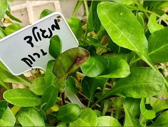 שתילי מנגולד ירוק