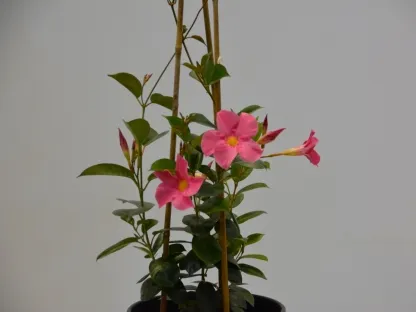 מנדוילה- סנדוילה הדורה 'רובי סטאר'