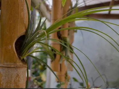 קנה במבוק שתול באתר המשתלה