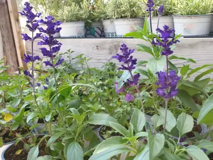 מרווה קמחית פריחה סגולה