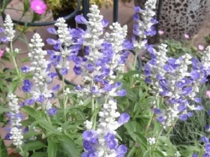 מרווה קמחית