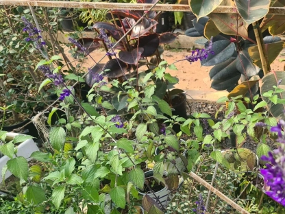 מרוה 'אינדיגו ספיירס'