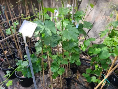 גפן מרלו – זן יין קלאסי ורך (Merlot)