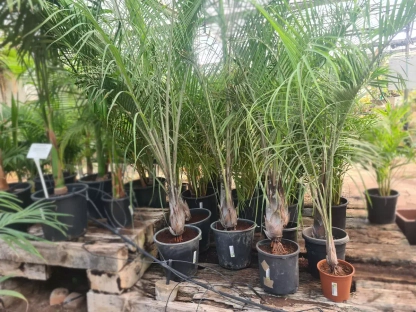 נאודיפסיס דקרי , דקל משולש