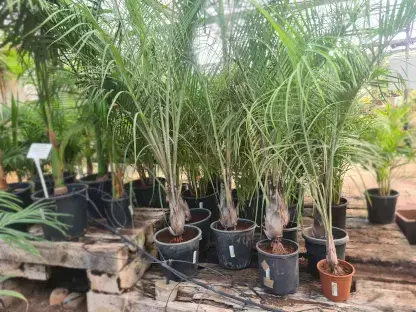 נאודיפסיס דקרי , דקל משולש