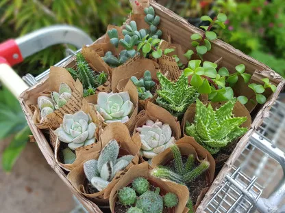 סוקולנטים לגידול במשרד בעציץ 5 ס"מ