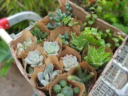 סוקולנטים לתנאי משרד בשלל דוגמאות