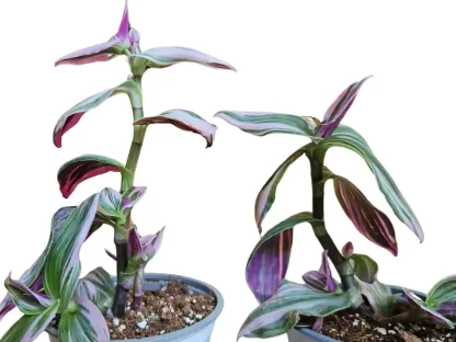 יהודי נודד  נאנוק עם עלים ירוקים, סגולים וורודים בעציצים, בעלי צמיחה זקופה וצבעים עזים