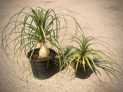 נולינה מופשלת – חסכוני במים, עשיר בנוכחות