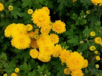 חרצית תרבותית 'נטף'