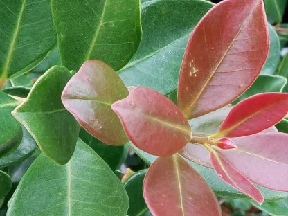 עלווה אדומה וירוקה בצמח אחד