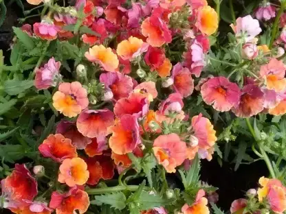 נמסיה 'רב שנתית'