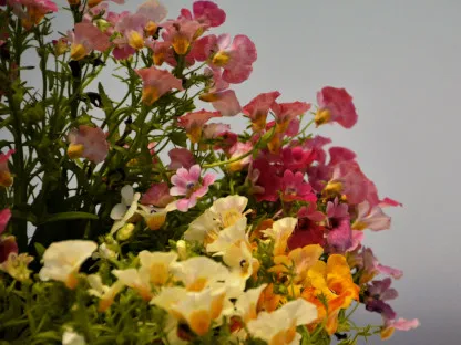 פריחה בצהוב ואדום של נמסיה