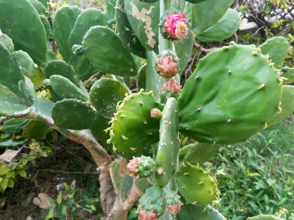 עלווה צעירה ובוגרת של נפוליטוס אכיל