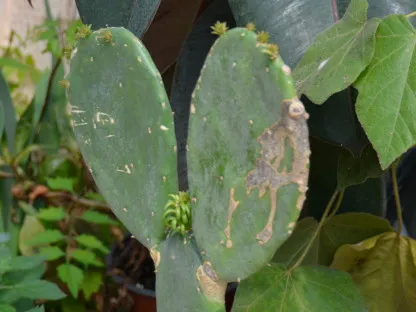 עלעלים צעירים של נפוליטוס