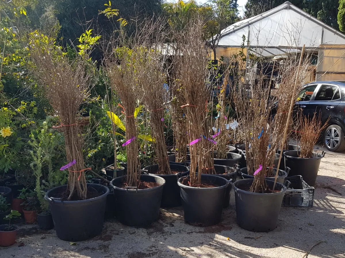 שזיף יפני 'סנטה רוזה' חשוף שורש