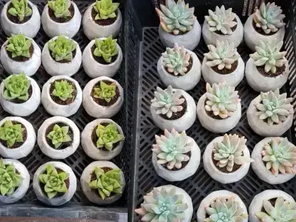 סוקולנט בקוטר 7 ס"מ שתול בעציץ מיציקת בטון בצבע טבעי, צילום להמחשה בלבד