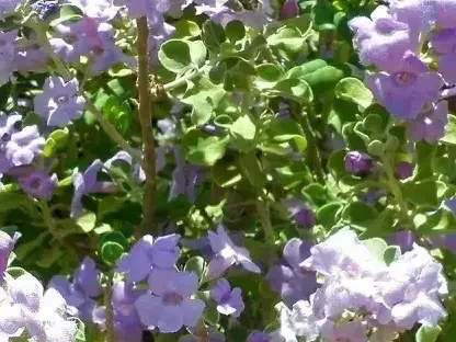 לויקופיליום 'סאן חוזה'