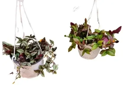 יהודי נודד משתלשל (זברינה) – Tradescantia zebrina בשני מופעים: כסופה-מפוספסת וירוקה-אדומה, עלווה נשפ