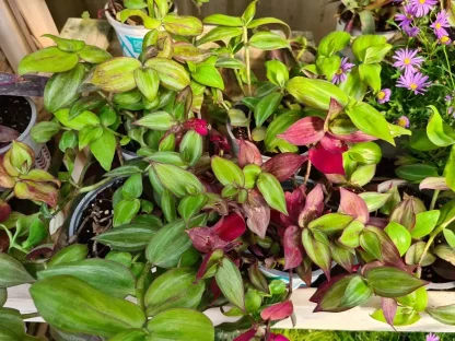 **יהודי נודד משתלשל (זברינה) – Tradescantia zebrina בתלייה, עלווה ירוקה-אדומה המתאדמת בחשיפה לשמש מל